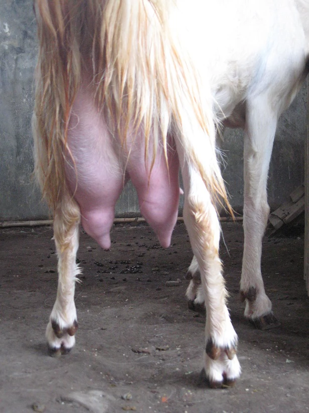 jual susu kambing etawa murni di jakarta